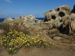 Wildflowers. Sardinia