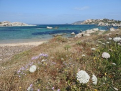 Coastal flora. Sardinia.